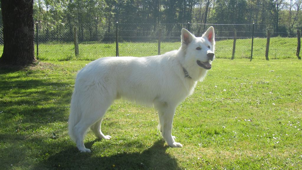 Dexter von der Seite